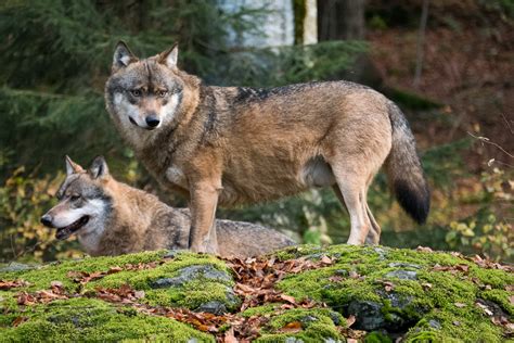 Wölfe im Nationalpark Bayerischer Wald Foto & Bild | tiere, wildlife, säugetiere Bilder auf ...