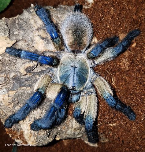 Monocentropus balfouri (Socotra Island Blue Baboon Tarantula) 1 1/2 ...