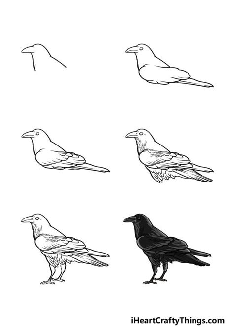 Crow Drawing - How To Draw A Crow Step By Step