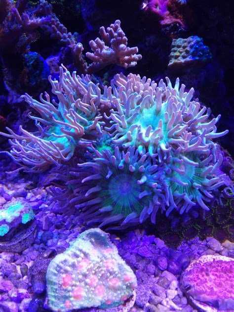 Duncan coral disscusion | Reef2Reef