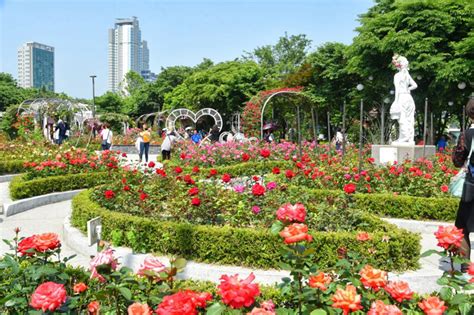 2019 Seoul Rose Festival - Seoul Metropolitan Government