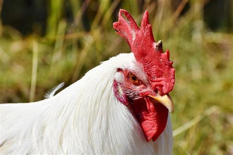 Yes, chickens do have ears – just not in the way we think ears would ...