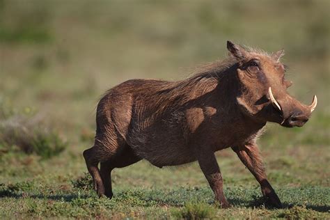 #Pumba #Warthog | Game reserve, Private games, Eastern cape