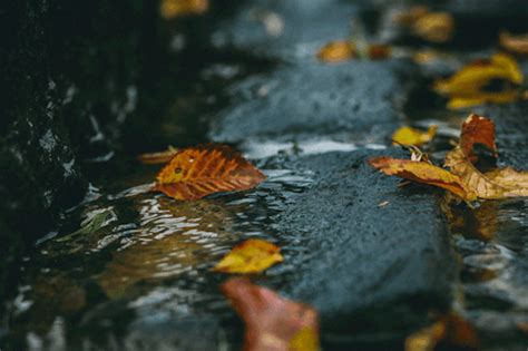 A Meeting With My Ex! | Autumn nature, Gif, Autumn cozy