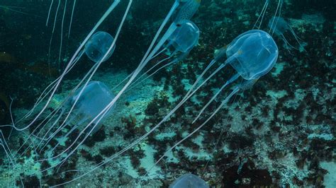 Sea Wasp Life Cycle