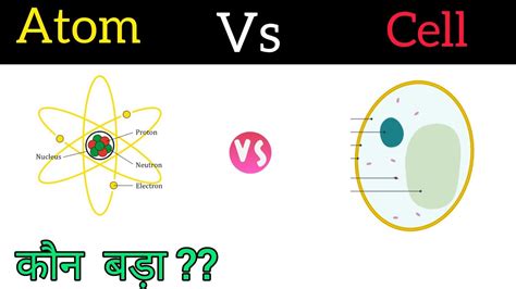 Atom Size Comparison | Hot Sex Picture