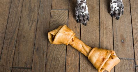 Can Dogs Eat Bones? Here's Which Ones They Can and Can't Eat