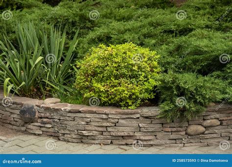 Juniper in Landscape Design. Beautiful Well Kept Garden Stock Image ...