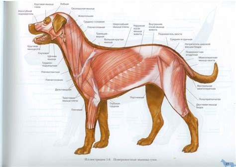 Dog neck anatomy