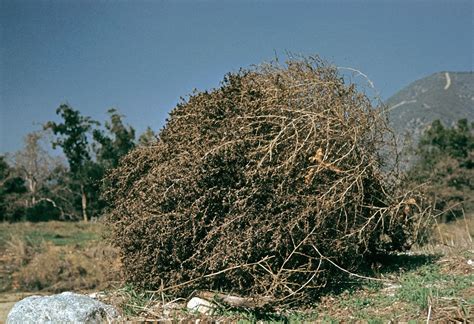 Tumbleweed | Deserts, Invasive Species, Wind Dispersal | Britannica