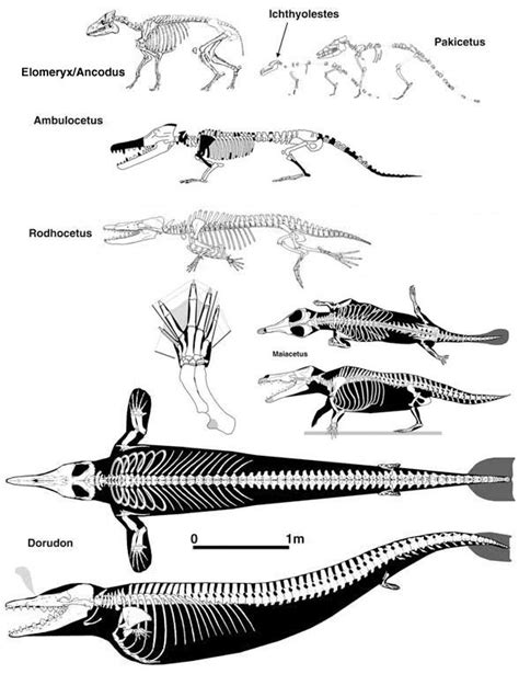 rodhocetus - Google Search | Cenozoic | Pinterest | Google search and ...