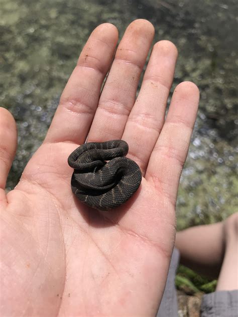 Baby Northern Water Snake (Nerodia sipedon). New Hampshire. : r/herpetology