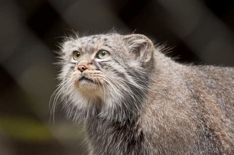 fotos del gato palla's | El Gato de Pallas, el más curioso y bello de los gatos ... | Pallas's ...