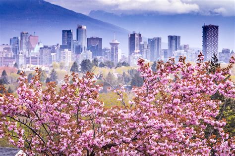 #VirtuallyVancouver - Enjoy Vancouver's Cherry Blossoms from Home ...