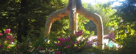 The World-Famous Circus Trees | A Must-See at Gilroy Gardens