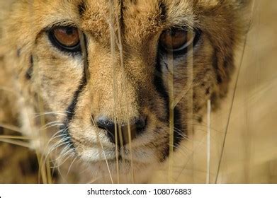 Gepard Eyes Stock Photos and Pictures - 265 Images | Shutterstock