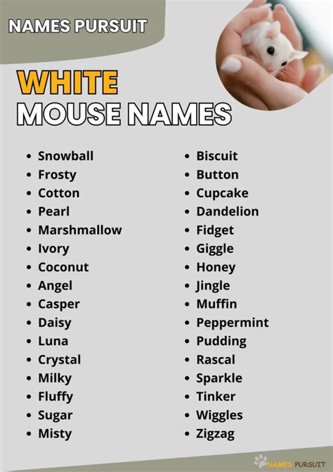 White Mouse Names [320+ Charming Ideas]