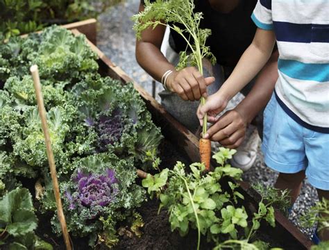 11 Amazing Benefits of Indoor Gardening - Backyard Boss