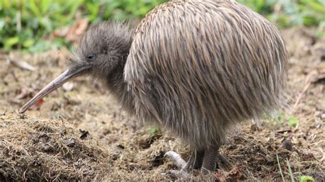 Kiwi: New Zealand native land birds