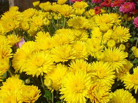 Fall Flowers: Mad About Mums | Bengert Greenhouses