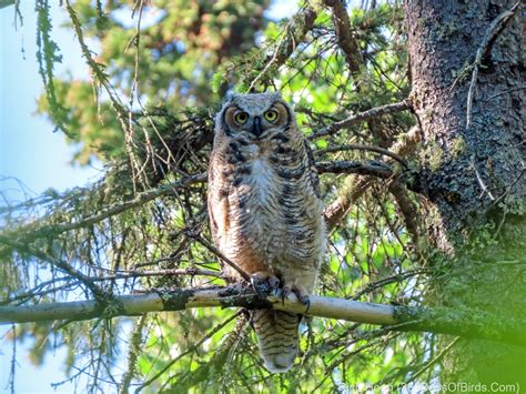 The Return of Hoot! (the Great Horned Owl) | 365 Days of Birds