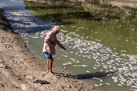 Menindee fish kill - Australian Geographic