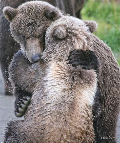 "Sometimes we all just need a little Bear Hug" by Chris Perry | Redbubble