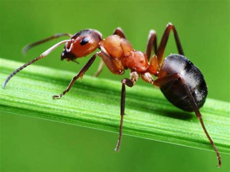 Gambar Semut Merah pada Daun – Fotografi Makro | Cool pictures, Ants, Fun facts