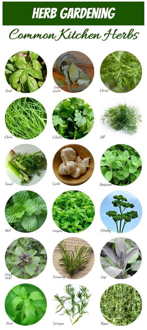 This handy chart makes Herb Identification a snap. #herbidentification #kitchenherbs | Planting ...