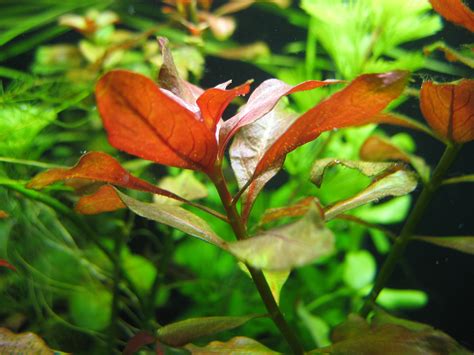 Shrimp-Tank.com Ludwigia repens 'Rubin'