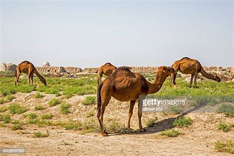 183 Mary Turkmenistan Stock Photos, High-Res Pictures, and Images ...