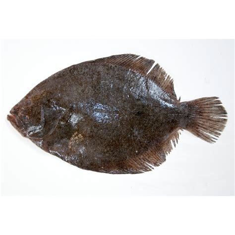 Turbot-rs - Northumberland Seafood