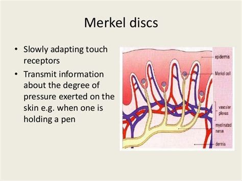 Merkel's Discs - Merkel Cells And Meissner S Corpuscles In Human ...