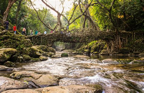 Wandering Recollections: The Living Root Bridge of Riwai