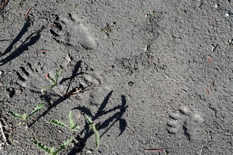 Black Bear Tracks – NatureTracking