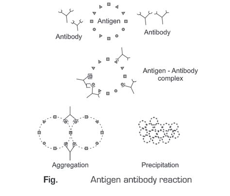 Antigen Antibody Reaction Agglutination