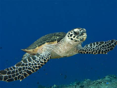 Hawksbill Turtle | Sea Turtles | Species | WWF