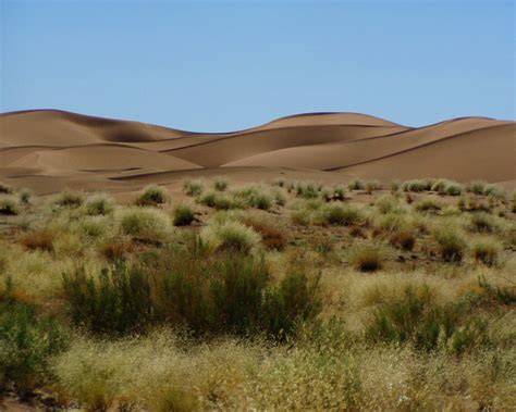 Green plants in the desert of Africa free image download