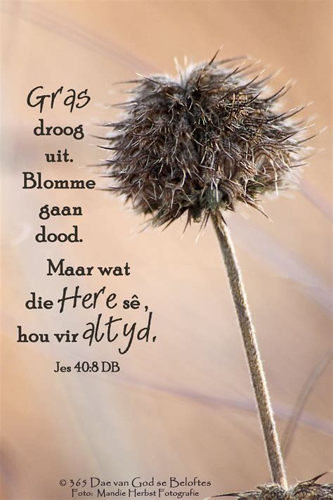 Dag 1 Bybelvers: Jesaja 40:8 (Die Boodskap) Gras droog uit. Blomme gaan dood. Maar wat die Here ...