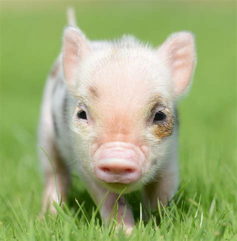 Pig Week at Pennywell - Pennywell Farm News