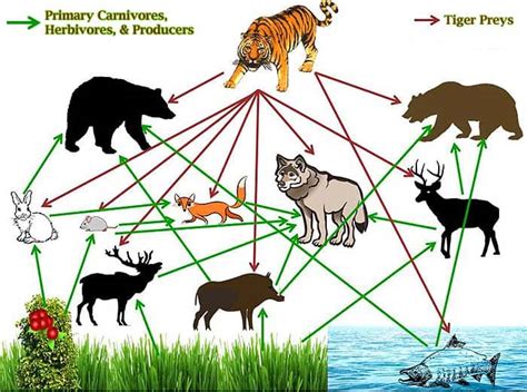 What Do Tigers Eat? | Explore Tiger Diets, Hunting & Eating Habits