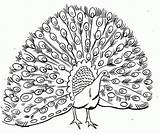 Peacock Free For Kid coloring Page  Download Print Or Color Online sketch template