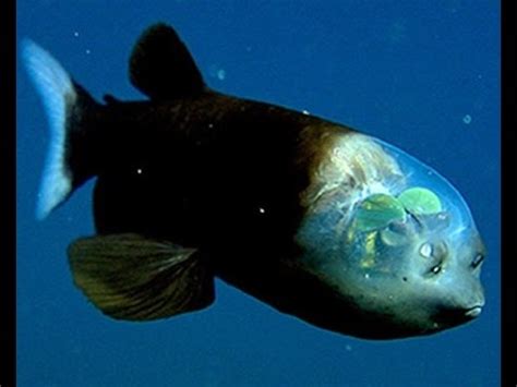 Facts: The Barreleye Fish (Spook Fish) - YouTube