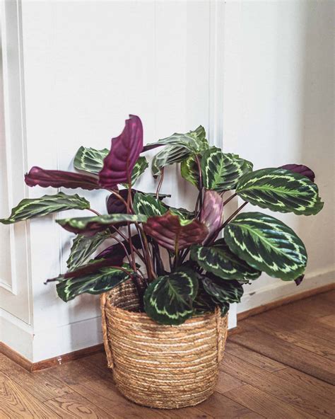 Calathea Rufibarba Care Guide (Water & Propagation Tips)