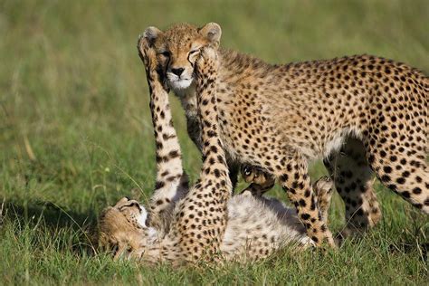 Cheetah Cubs Playing Photograph by Suzi Eszterhas - Pixels