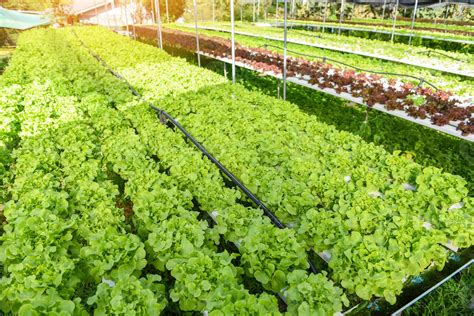 Hydroponic lettuce growing in garden hydroponic farm lettuce salad ...