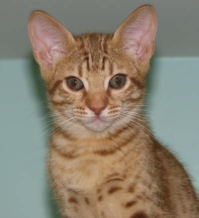 Kitty cats in my life: FeliLand Benjiamin | Kittens For Sale >> ocicat kittens for sale florida