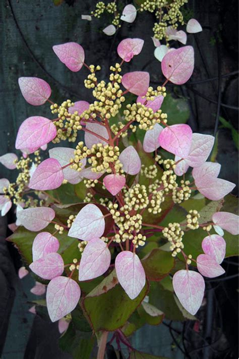 Buy 'Roseum' Pink Climbing Hydrangea Vine - FREE SHIPPING - 2 Gallon ...