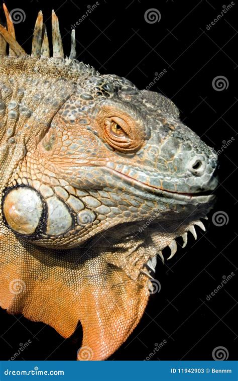 Iguana face isolated stock image. Image of colour, isolated - 11942903