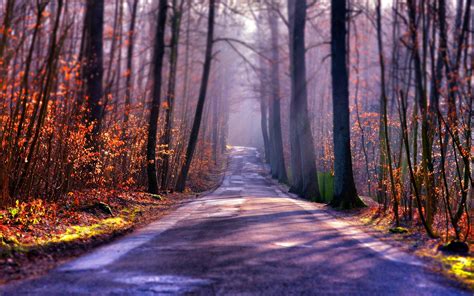 Autumn road, trees, fog, sun wallpaper | travel and world | Wallpaper Better